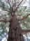 Calocedrus decurrens
