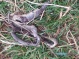 Avvistato un serpente in via Pietro cossa...