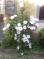 clematis henryi white