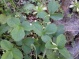 Fragaria vesca white Alpine