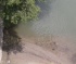 ho visto una tartaruga nel fiume po