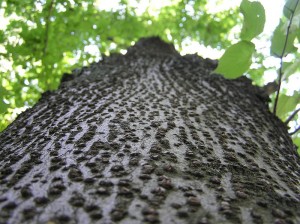 800px-Tilia_cordata_bark_beentree