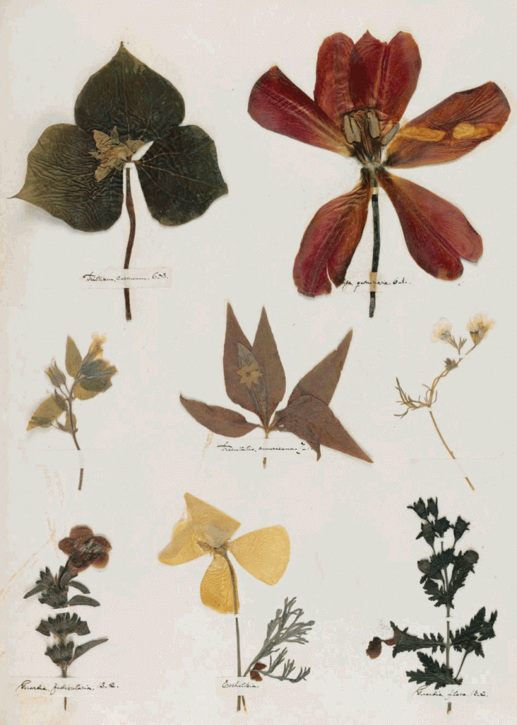 emily_dickinson_herbarium_f-730x1024