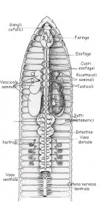 clitel1