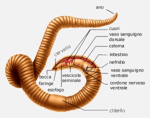 oligo1