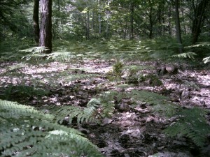 Le Pteridofite (Pteridophyta) sono una divisione di piante crittogame vascolari a cui appartengono specie usualmente note come felci, equiseti, licopodi e selaginelle.[1] Queste piante sono cormofite: sono costituite da un fusto, vere radici e foglie, e posseggono un sistema vascolare. Sono difatti le prime piante terrestri che hanno cominciato a differenziare un sistema di trasporto dei fluidi, permettendo così un ulteriore accrescimento in altezza a differenza delle Briofite (muschi) che non sono riuscite ad affrancarsi totalmente dalla vita acquatica. Le Pteridofite sono organismi aplodiplonti con alternanza di generazioni antitetiche eteromorfiche con netto predominio dello sporofito sul gametofito. Le felci sono un gruppo antico, apparso già nel Devoniano inferiore e rappresentato ancor oggi da circa 11.000 specie. A differenza di quelle che vengono chiamate "piante superiori" (Angiosperme e Gimnosperme) le felci non sono dotate di semi ma si riproducono mediante spore.