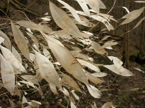 Lunaria rediviva è un’erba perenne appartenente alla famiglia delle Brassicacee o Crucifere. Il frutto è una siliqua piatta e lanceolata, nella quale risaltano i semi, quando non è matura è verde, maturo diventa argentato.