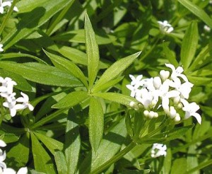 Fresca l'Asperula non è molto profumata ma con l'essicazione sviluppa tutto il suo aroma.