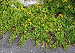 Lysimachia nummullaria è una pianta strisciante appartenente alla famiglia Myrsinaceae. Viene coltivata anche nei giardini come pianta ornamentale, la sua crescita deve però essere controllata per evitare che, crescendo domini sulle altre piante, soffocandole. L'uomo ha selezionato una varietà, aurea essa ha foglie tendenti al giallino ed è meno invadente di quella originaria. Se acclimatata gradualmente può adattarsi a vivere anche in acquario.