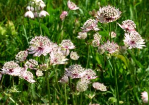 È una specie protetta. L'Astrantia è un piccolo genere di circa mezza dozzina di specie, del quale (tra le altre) due sono spontanee in Italia : A. major e A. minor. La famiglia delle Apiaceae invece è molto numerosa: comprende circa 400 generi per un totale di 3000 specie. Nelle classificazioni più vecchie la famiglia del genere Astrantia è chiamata Umbelliferae e/o Ombrelliferae.