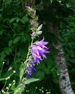 La campanula maggiore (nome scientifico Campanula latifolia L., 1753) è una pianta erbacea dai fiori blu a forma di campanella appartenente alla famiglia delle Campanulaceae. In riferimento alle proprietà curative, questa pianta e considerata emetica.