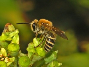 Colletidae_-_Colletes_hederae-2