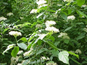 La sanguinella (Cornus sanguinea) è una specie botanica della famiglia delle Cornaceae. Deve il suo nome alle foglie rosse dell'autunno e al legno duro dei suoi rami. Altri nomi sono corniello sanguinello. I frutti sono drupe grandi come un pisello e non commestibili e che in seguito alla maturazione diventano neri. I frutti vengono mangiati dagli uccelli e da alcuni mammiferi.