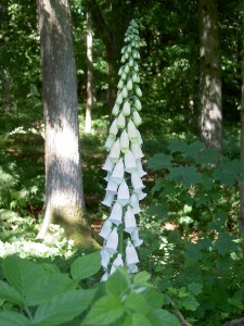 La digitale (Digitalis L.) è un genere erbaceo della famiglia delle Scrophulariaceae (la stessa della bocca di leone), con fiori che hanno una caratteristica forma simile a un ditale – da cui il nome. I fiori sono riuniti in racemi terminali unilaterali all'apice del fusto. La digitale contiene delle sostanze (glicosidi) che hanno un potente effetto sul cuore, quali la digitossina e il lanatoside C, che sono digitalici naturali[1]. Pertanto risulta molto utile nella terapia dell'insufficienza cardiaca, come cardiotonico e nello scompenso cardiaco congestizio[1]; tuttavia le stesse sostanze, se assorbite in dosi eccessive, la rendono una pianta notevolmente velenosa o addirittura mortale. In erboristeria vengono usate le foglie, i fiori e i semi. È stato il medico inglese William Withering, nel 1785, ad annotare che l'ingestione di foglie secche di digitale alleviava l'idropisia.