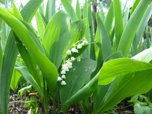 Il mughetto (Convallaria majalis, L. 1753) è una specie di piante erbacee perenni, velenose e rizomatose, appartenente alla famiglia delle Convallariaceae (già inclusa nelle Liliaceae). Spontanea nelle zone prealpine italiane, alta fino a 20 cm, diffusa in Europa Nord America e Asia. Il nome Convallaria deriva dalla vecchia denominazione latina Lilium convallium o giglio delle convalli; oltre a mughetto, viene anche chiamato volgarmente mugherino, convallaria e fioraliso, e presenta alcune varietà a fiore rosa. ATTENZIONE Questa pianta è velenosa in tutte le sue parti escluso il rizoma, a causa del suo contenuto in glicosidi cardioattivi tra cui la convallatossina che possiede attività cardiocinetica 10 volte superiore a quella della digitossina: di conseguenza se ne sconsiglia l'uso senza il consiglio del medico; può avere azione emetica (stimolante il vomito), purgativa drastica e cardiotossica.     Lo sciroppo, l'infuso unito a sostanze sciroppose o la polvere impastata con il miele, della pianta intera raccolta in piena fioritura, in maggio-giugno, e fatta essiccare all'aria in luogo ombreggiato, vanta proprietà diuretiche, emetiche, cardiotoniche.     Per uso topico l'infuso serve per lavaggi auricolari     Il solo rizoma essiccato e ridotto in polvere ha un effetto sternutatorio.