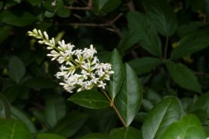 Il ligustro comune (Ligustrum vulgare L.) è una pianta appartenente alla famiglia delle Oleaceae. È anche chiamato conastello, guistrico, olivella, rovistico e sanguinello. Abbondante nei boschi termofili di caducifoglie e talora nelle leccete.